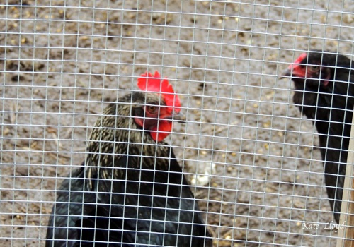 Chicken-Coop