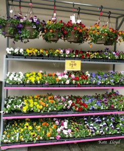 This bounteous stand of flowers is tempting to me!