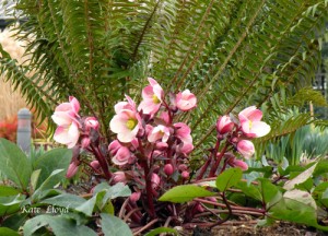 Hellebores are a welcome sight!