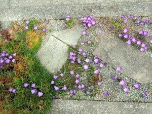 Delicate hints of upcoming springtime on a parking strip!