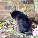 Black-Cat