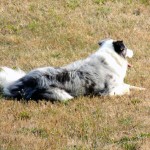 Border-Collie