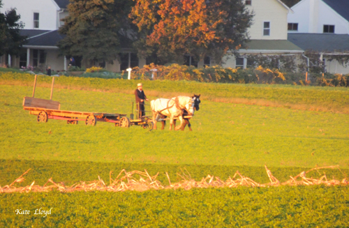 Amish farmer in Lancaster County, PA.