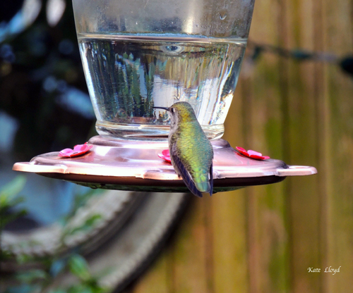 Hummingbird
