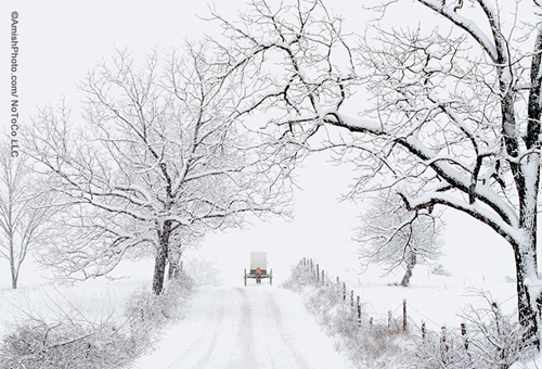 Amish-Buggy-in-Snow
