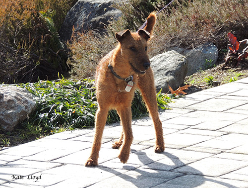 I just met a fine Irish terrier named Red. 