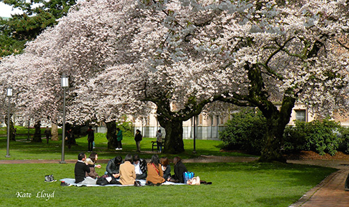 Traditional picnic under the cherry trees at U of W Campus.