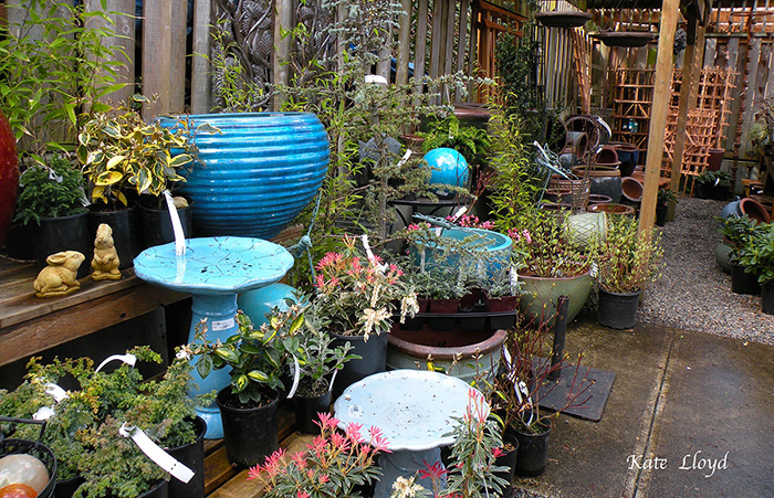 Our neighborhood nursery is small but abundant.
