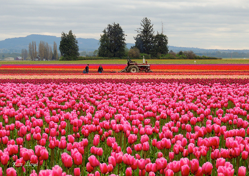 SkagitValley
