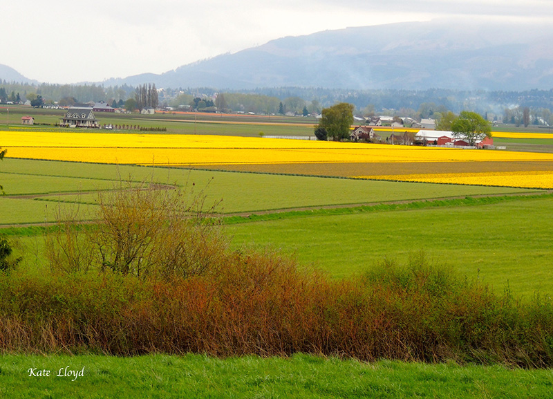 SkagitValleyDaffodils