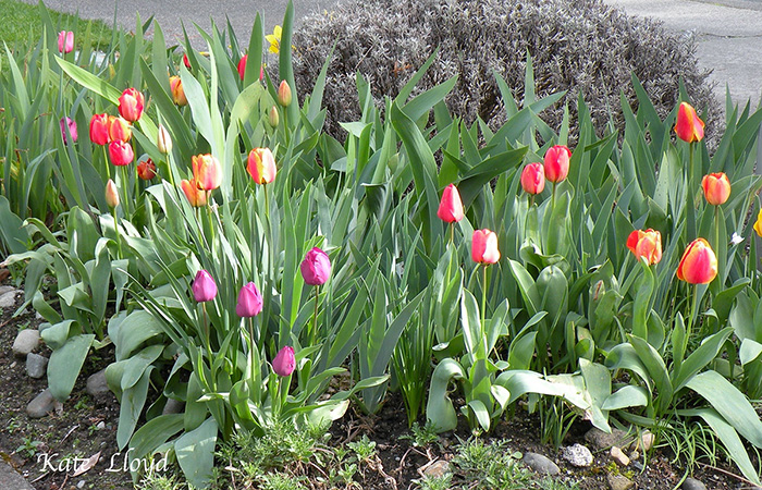 I spotted these newly bloomed tulips on a walk.