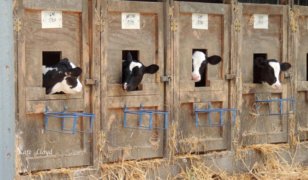 I used to feel sorry for calves raised away from their mothers in separate stalls, until I read the statics! They are much healthier. Any of you who have been to Amish Country have seen the plastic hutches that look so out of place.
