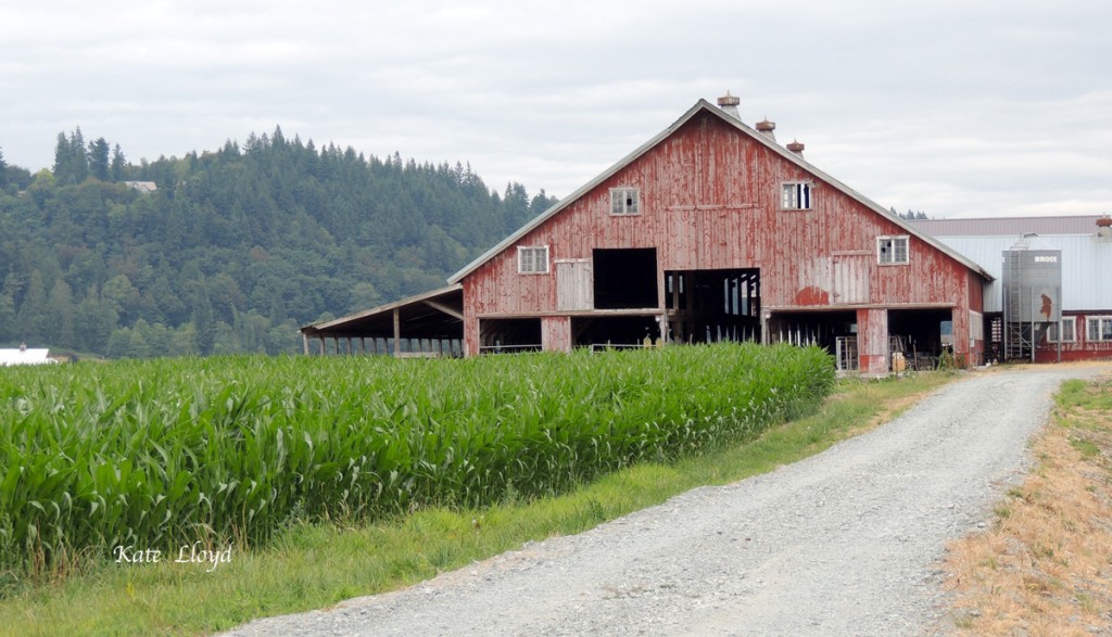I doubt many Amish farmers would allow their wooden barns to peel.