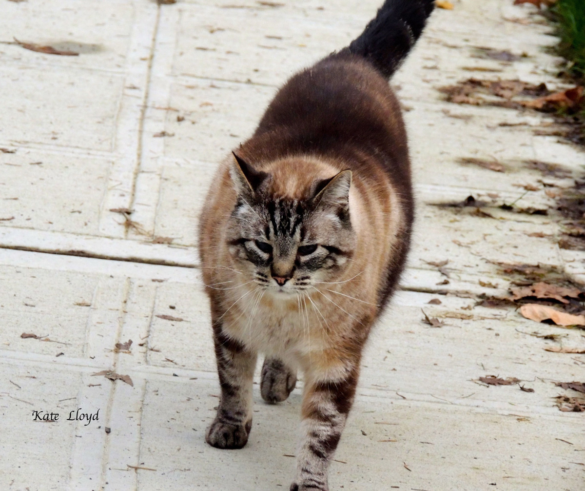 Why does the neighborhood bully Tomcat beg for my attention?