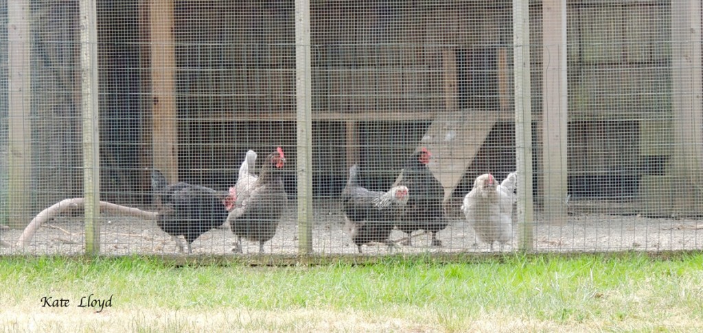 A neighbor’s chickens produce colorful & delicious eggs!