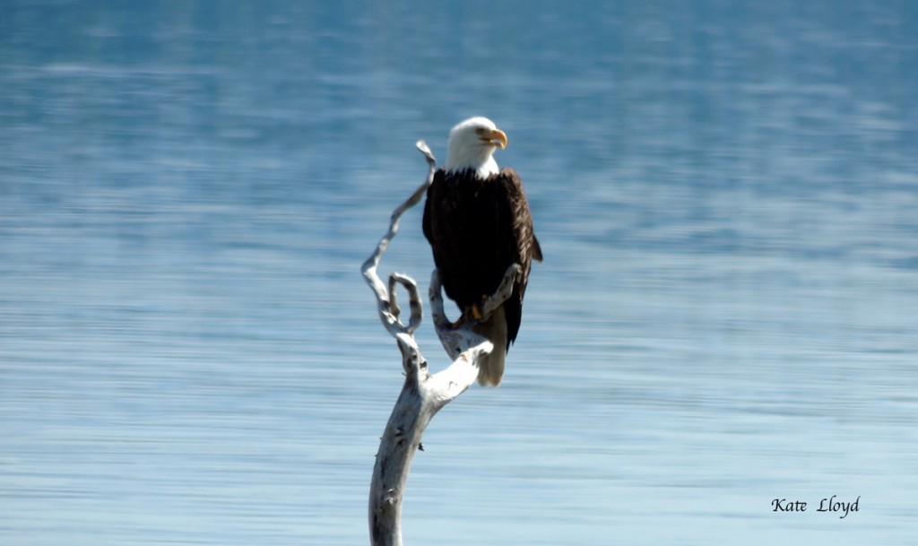 Bald eagle taking a break, but ready for action! 