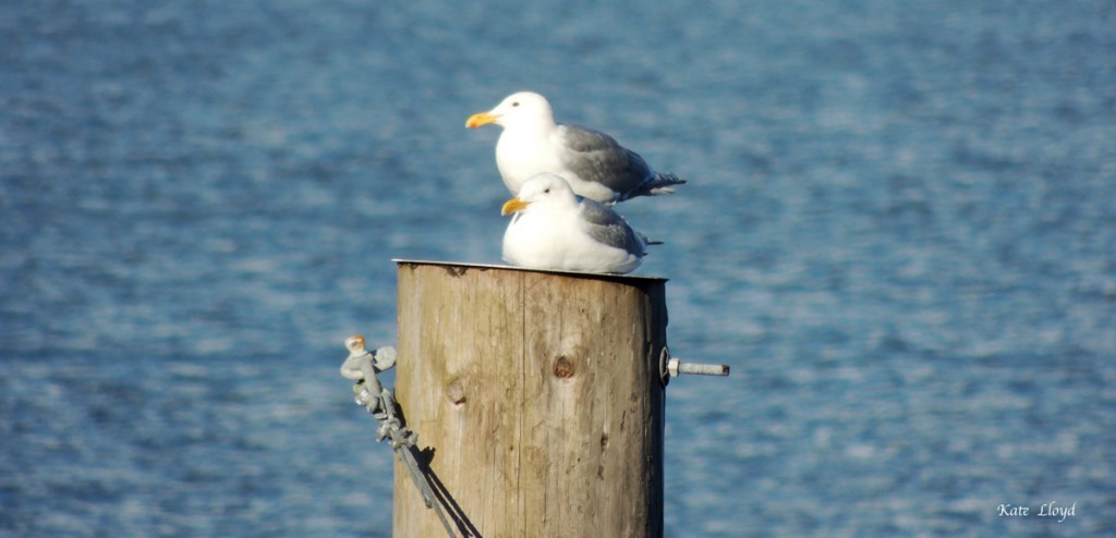 Seagulls mate for life, take turns incubating the eggs, & feeding their chicks.