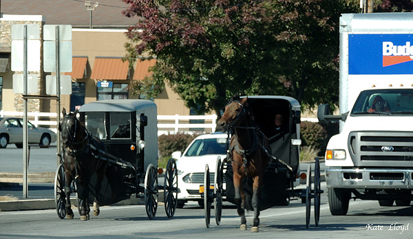 Should Amish buggies or vehicles have the right-of-way in Lancaster County?