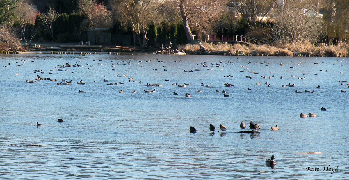MigratingDucks