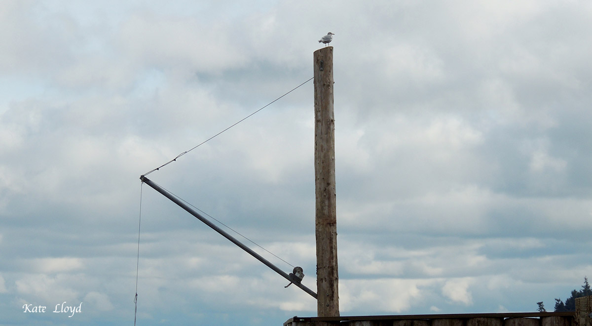 A seagull claimed our neighbor’s Gin Pole, used for lowering small boats into the water.