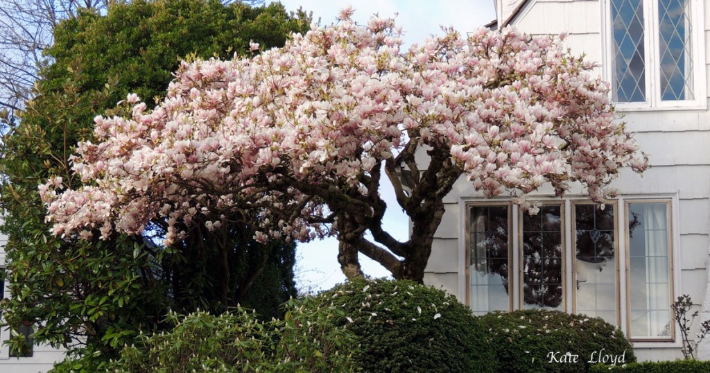 Magnolia