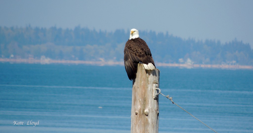 4-9-16EagleGinPole