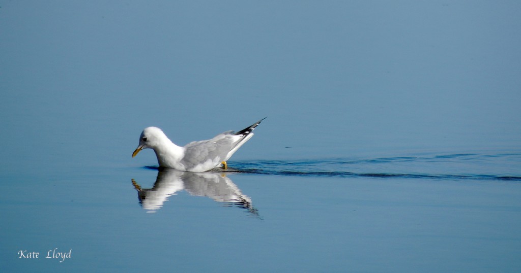 4-9-16Gull