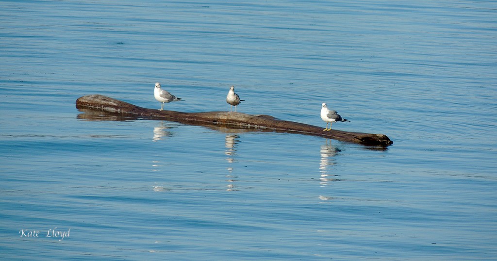 4-9-16ThreeGulls