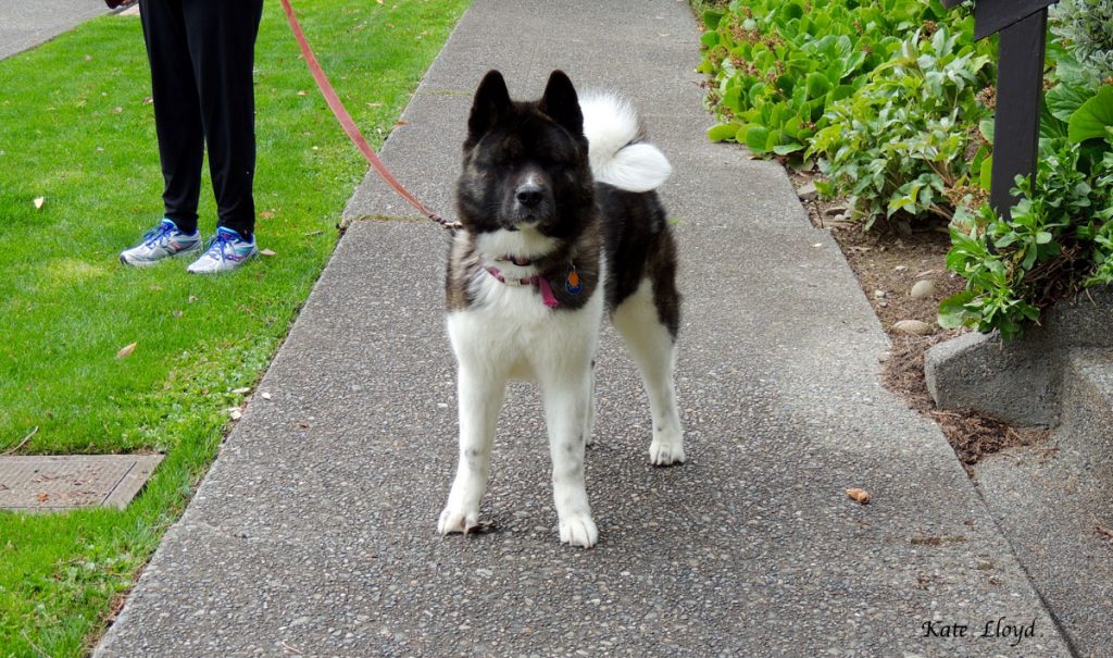 Walking your dog is a great way to meet people if your pet is friendly.