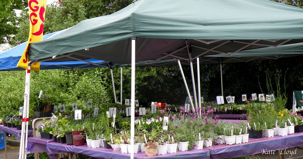 Last weekend, I walked through a plant sale as it opened. 