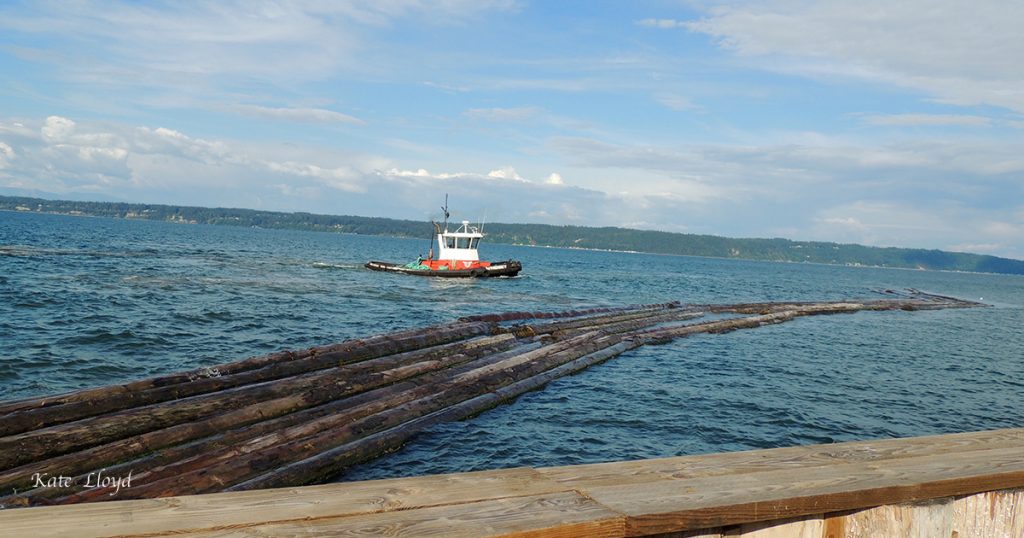 Tug nudging logs to the shoreline to be tied. Over 300’ long and six logs wide!