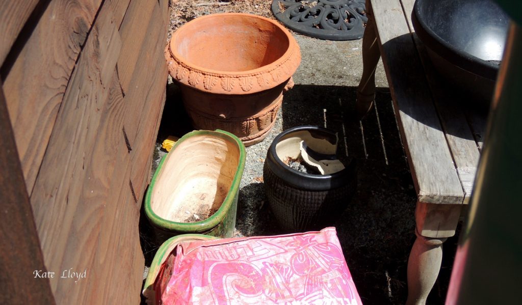 These chipped pots look interesting. I'll have to come back ...