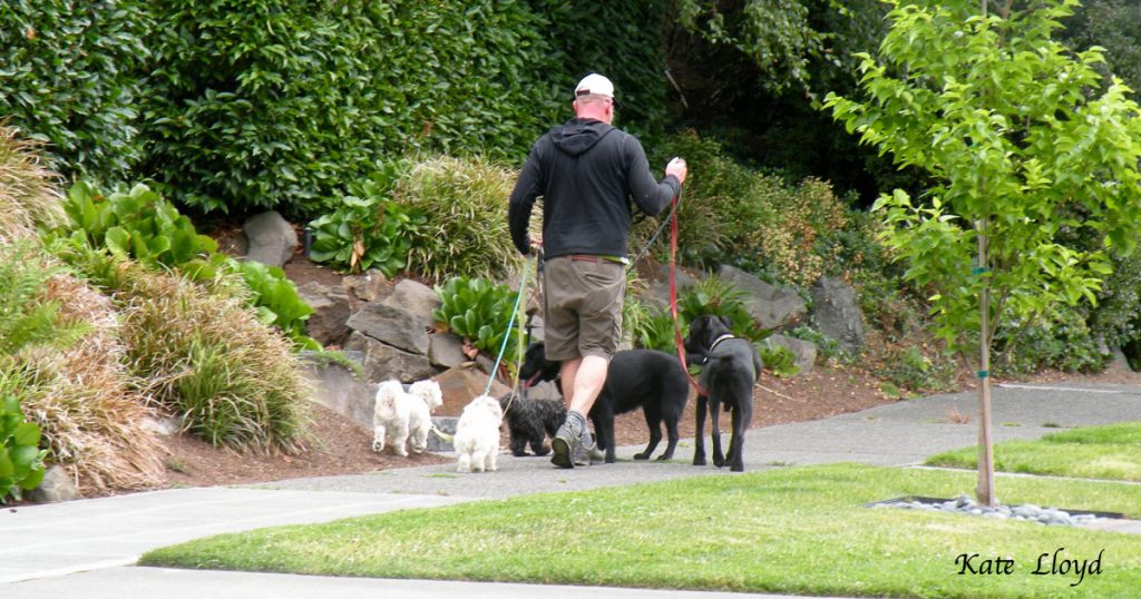 Walking your dog is a great way to meet people, as long as your pup is friendly.
