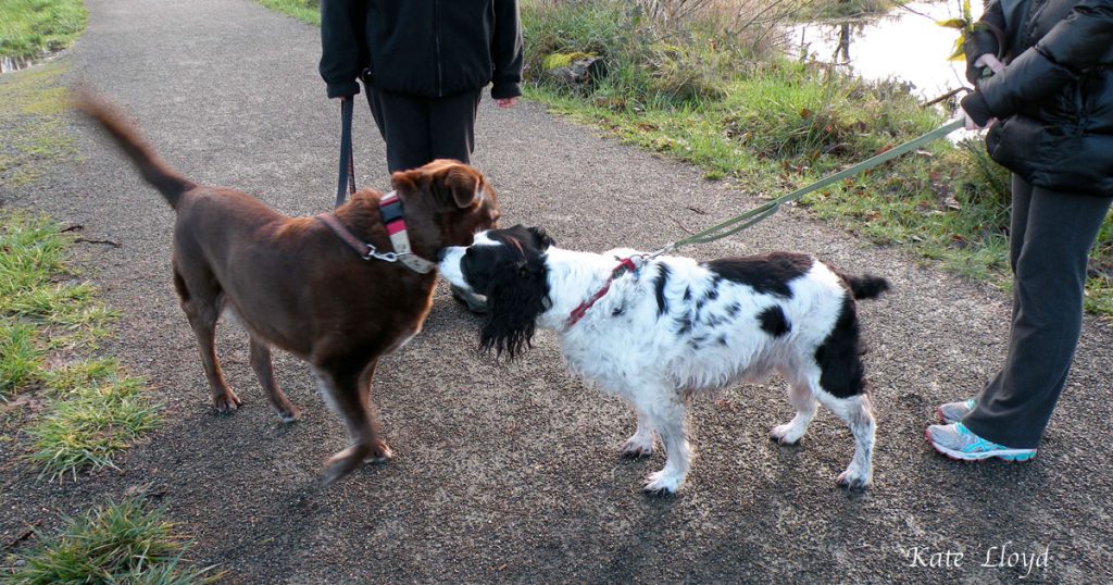 Walking your dog is a great way to meet people, as long as your pup is friendly.