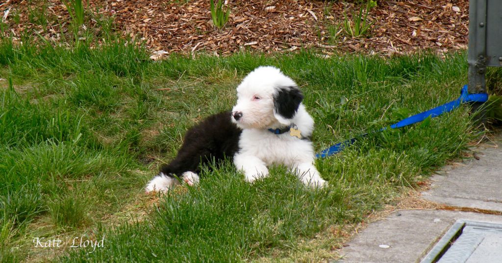 This cute old English sheepdog (link; http://dogtime.com/dog-breeds/old-english-sheepdog#/slide/1 ) pup will eventually weigh 80 to 100 pounds!