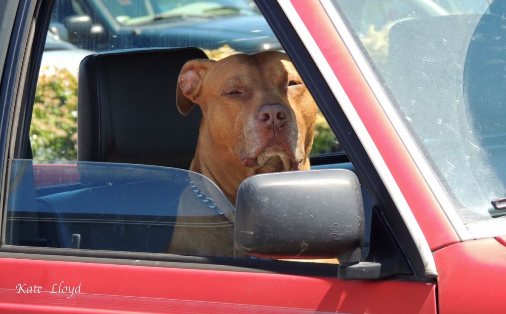 I doubt anyone would be foolish enough to steal this car!