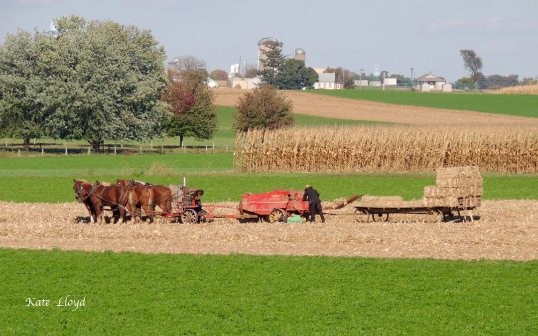 Amish Autumn