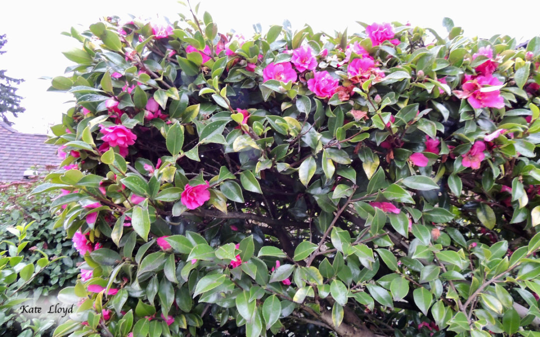 Kate’s Favorite Pics!