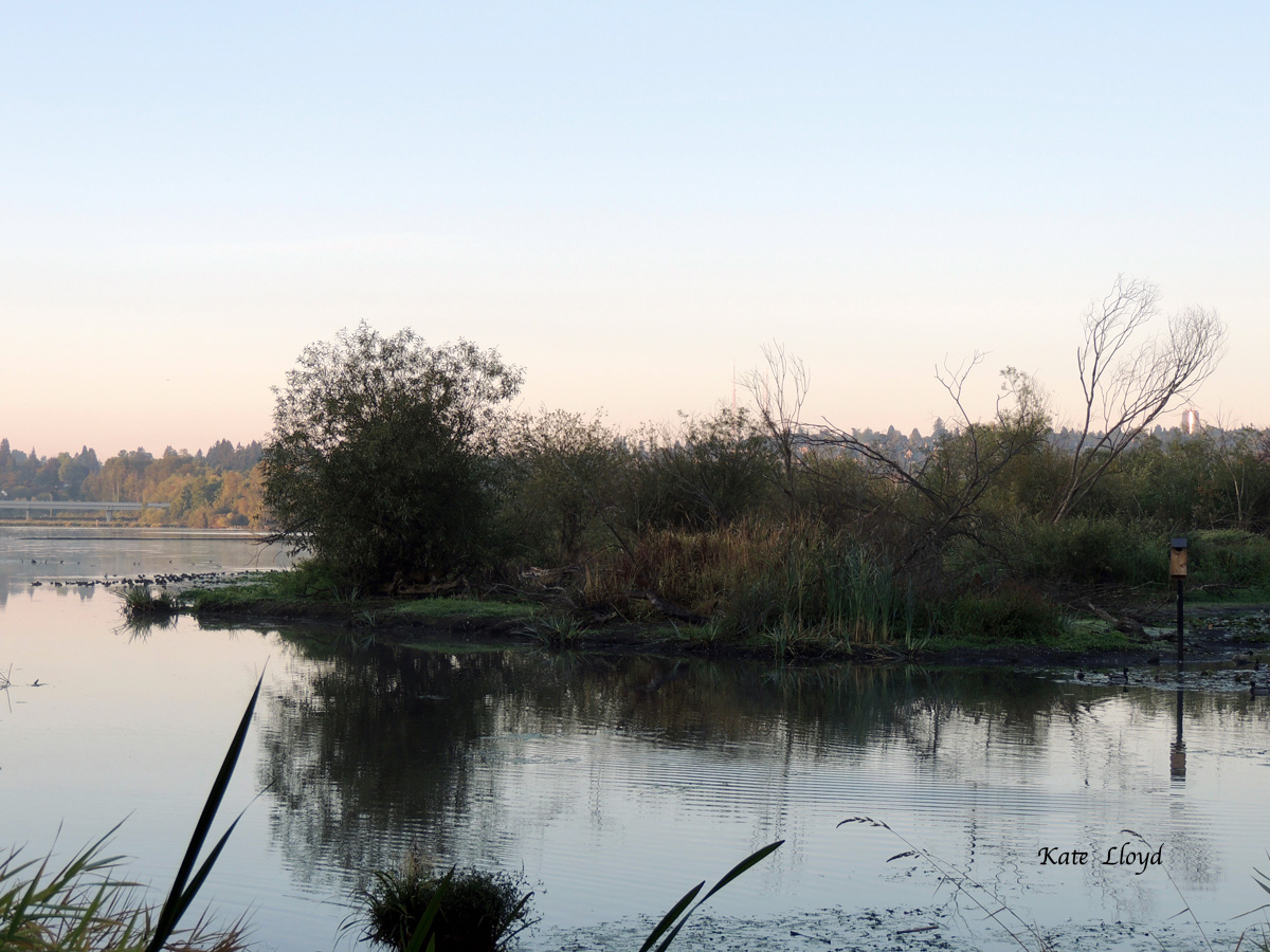 Marshy wetlands on Lake Washington are a sanctuary for birds.