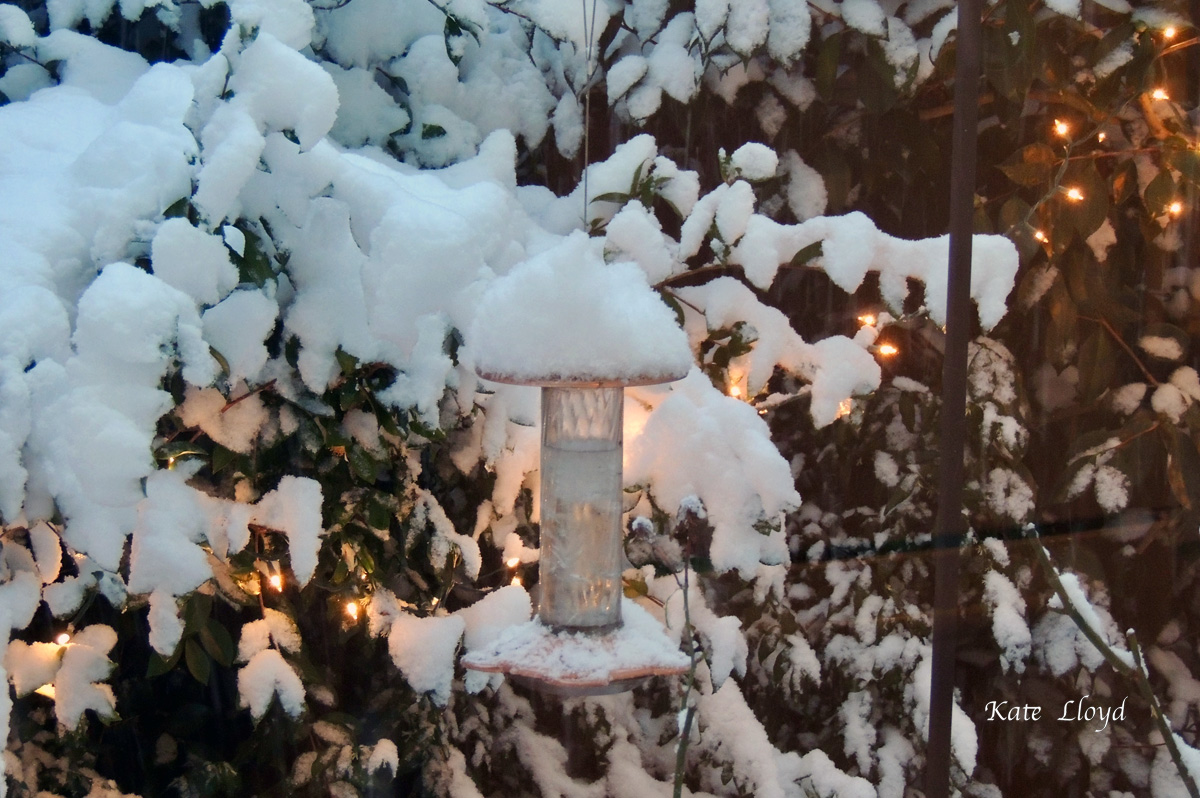 Oops, I forgot to bring the hummingbird feeder in for the night.