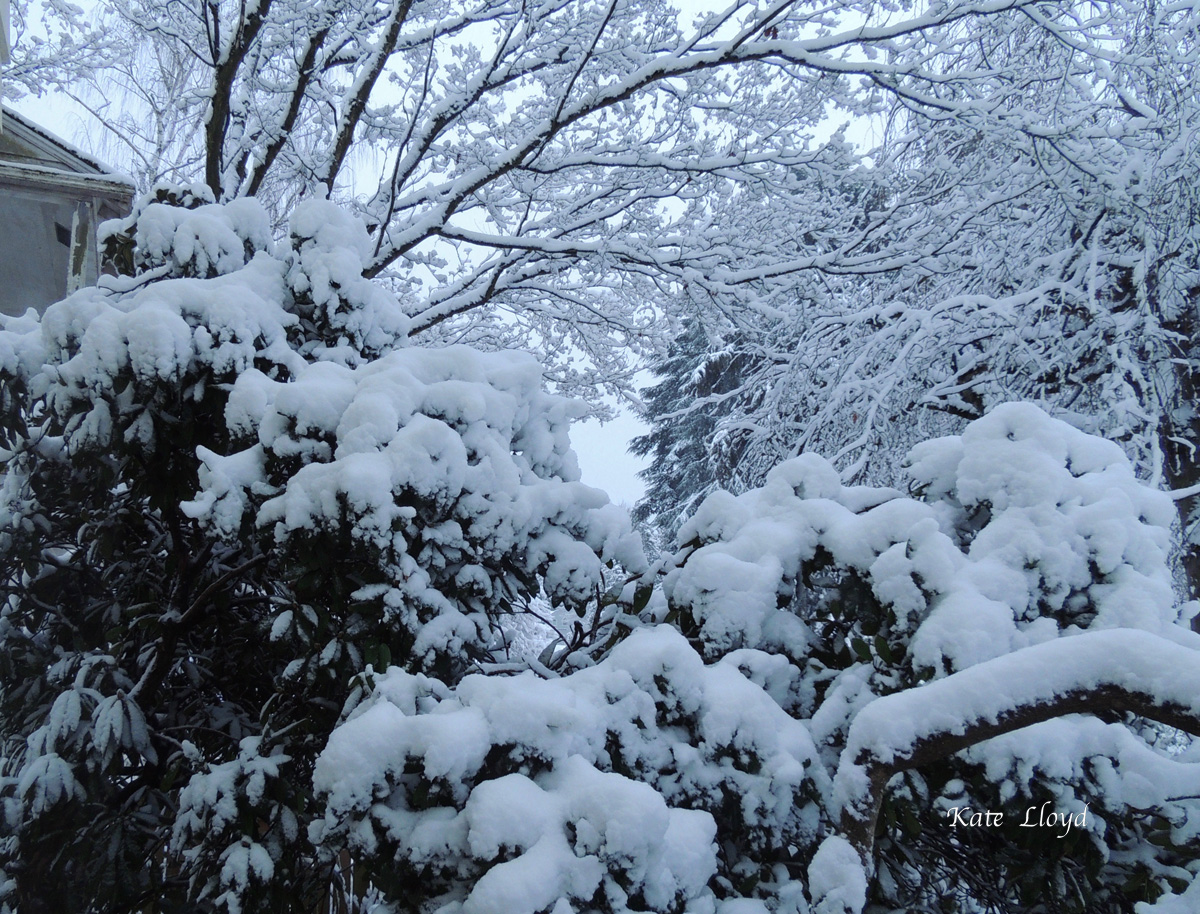 Scene out our living room window on the first morning.