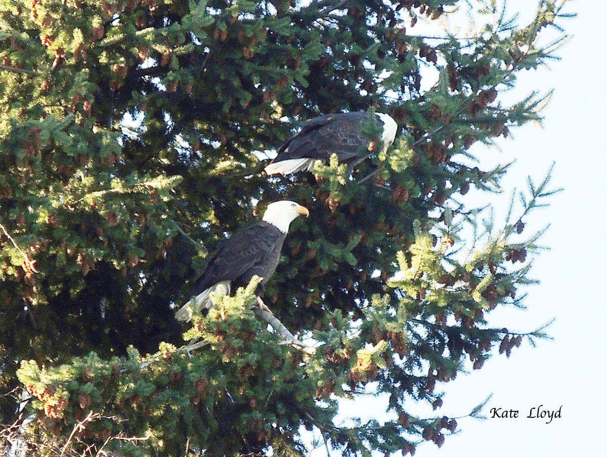 Eagles are extremely territorial in their nest sites, so this is likely a mated pair.