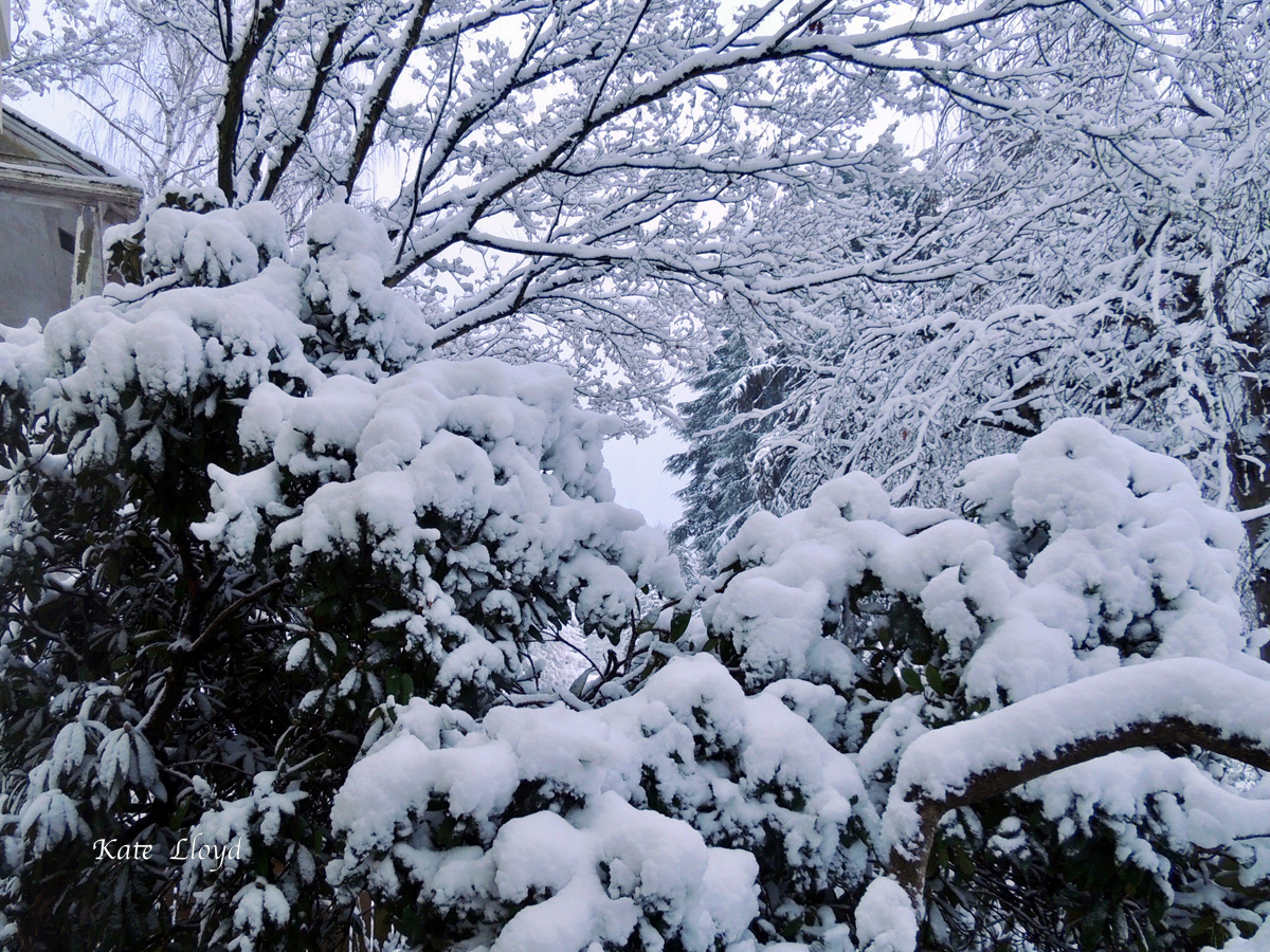 First snow of the year in February as seen out our window.