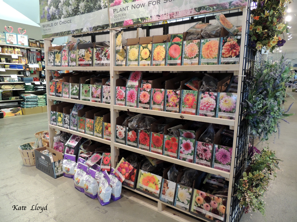 I never see bulbs without thinking of my book A Letter from Lancaster County!