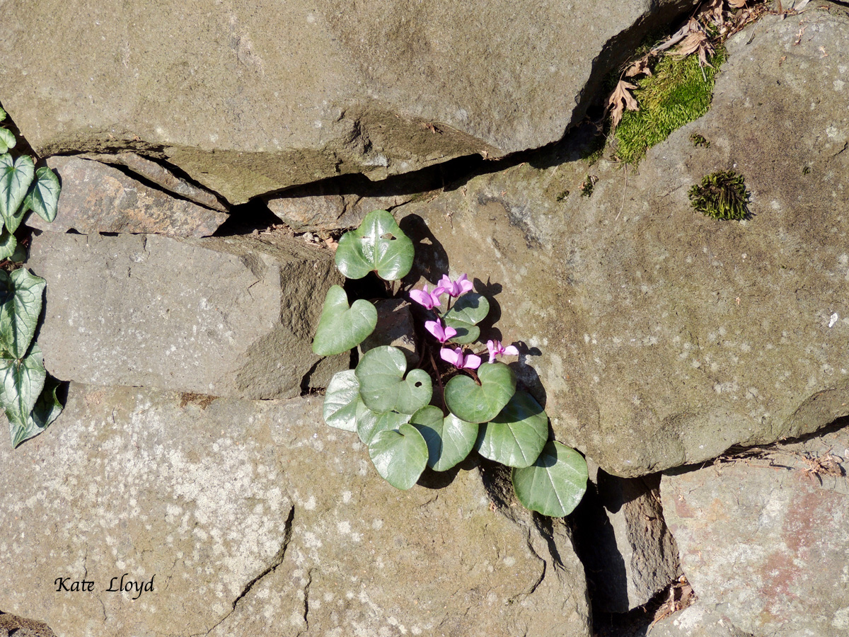 As the snow melted, cyclamen bloomed in a neighbor’s yard.