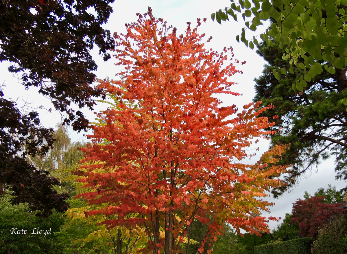 These brilliant autumn colors caught my eye on a recent walk.
