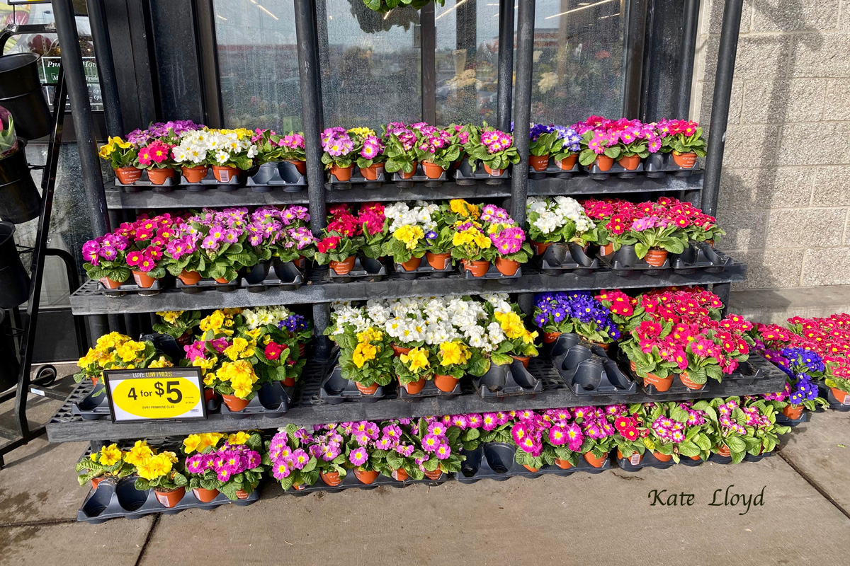 It seems everywhere I go I’m tempted to buy flowers! 