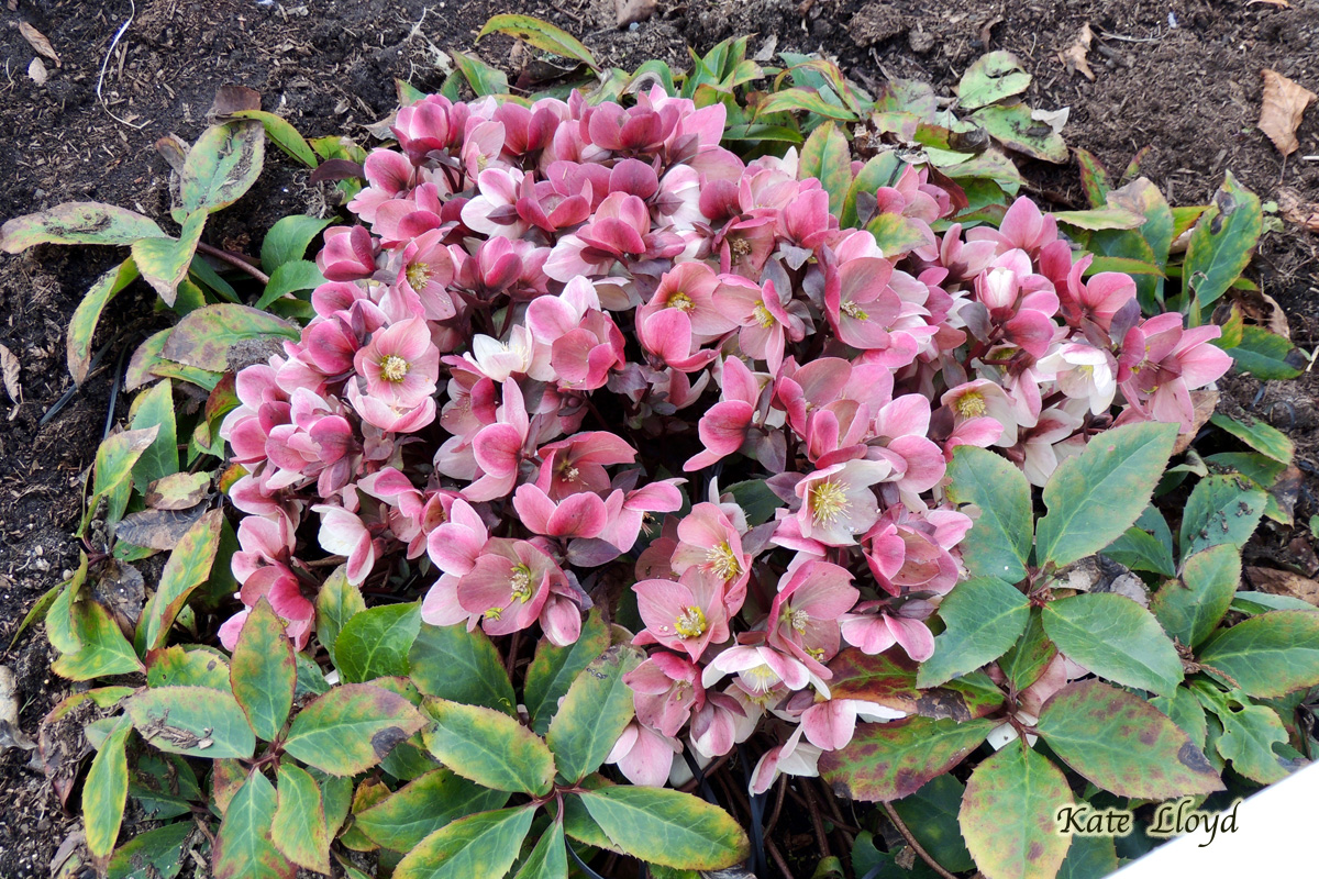 These early blooming Hellebores are a treat to my eyes.