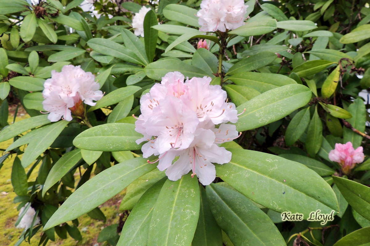 I wish our rhododendrons would bloom early like these beauties.