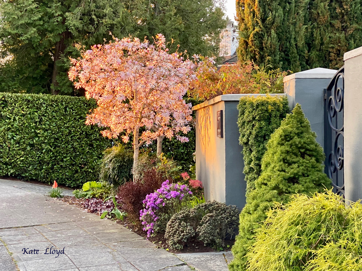 A neighborhood walk at sunrise. Love the warm colors!